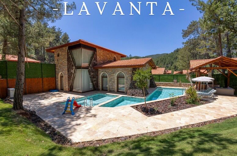 Lavanta
